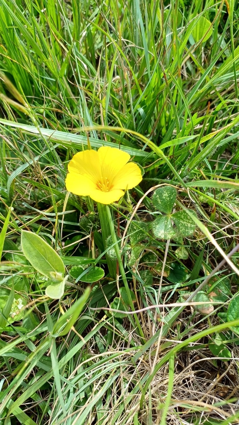 Oxalis eriocarpa photo 7