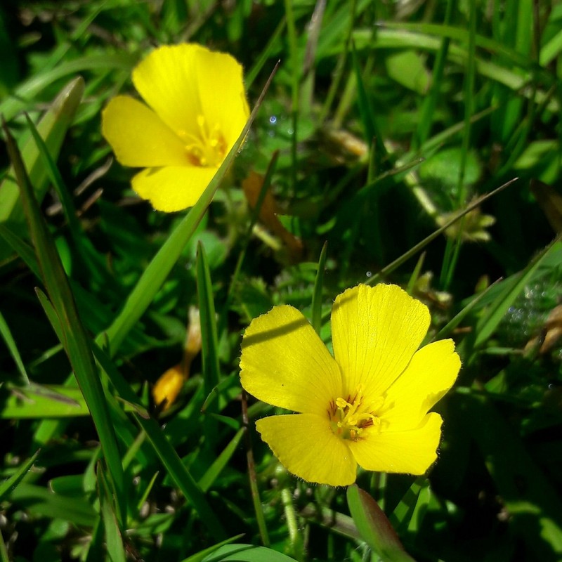 Oxalis eriocarpa photo 8