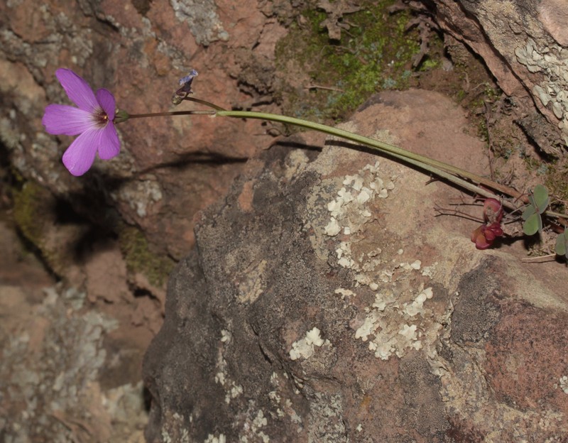 Oxalis eriolepis