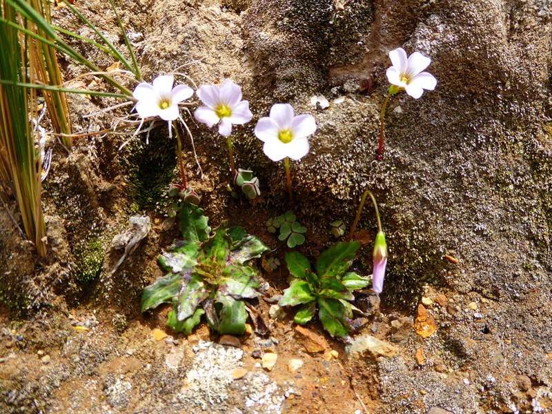 Oxalis eriolepis photo 2