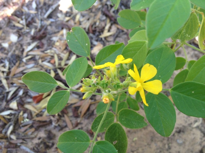 Oxalis erosa