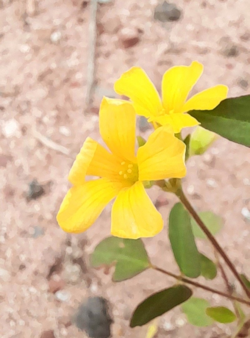 Oxalis erosa photo 2