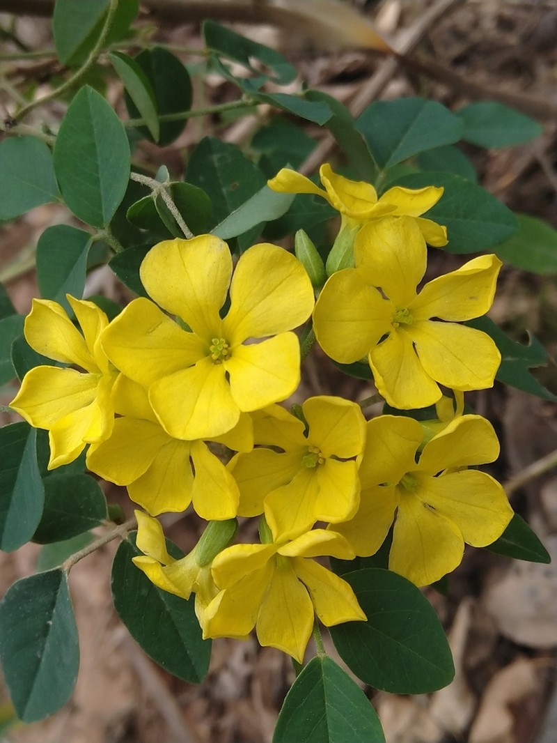 Oxalis erosa photo 3