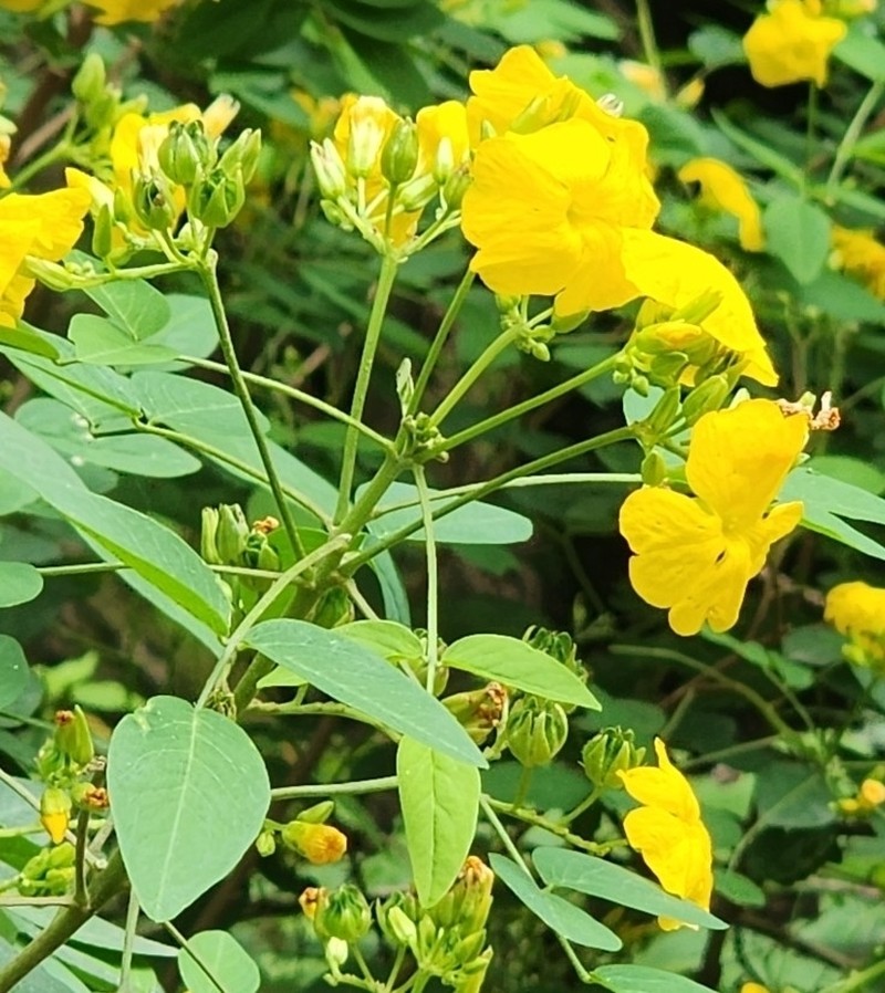 Oxalis erosa photo 4