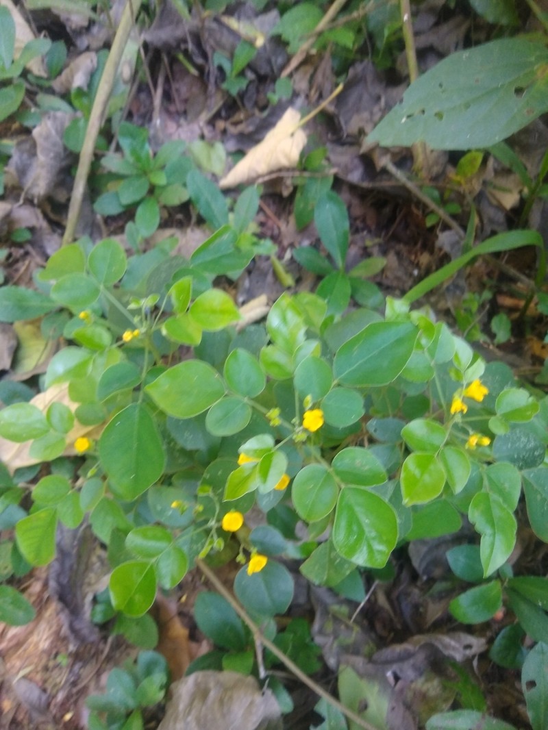 Oxalis erosa photo 5