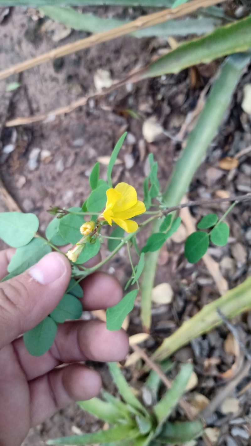 Oxalis erosa photo 6