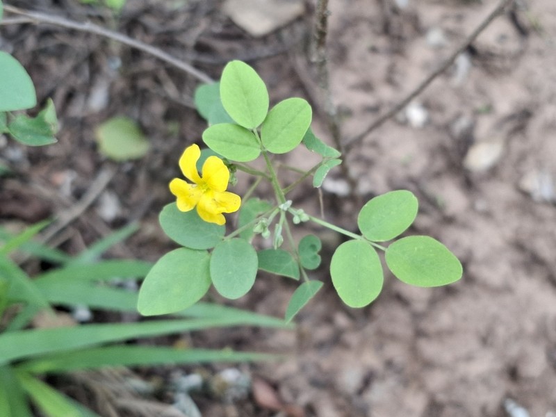 Oxalis erosa photo 7