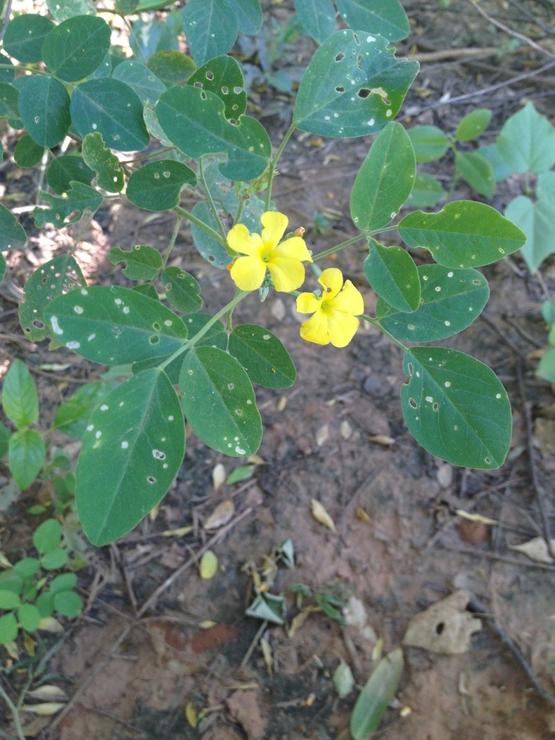 Oxalis erosa photo 8