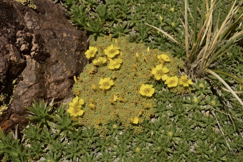 Oxalis erythrorhiza