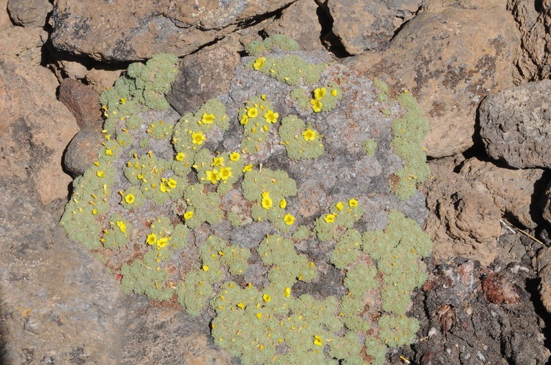Oxalis erythrorhiza photo 2