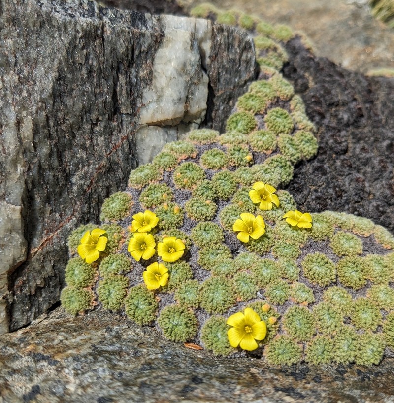 Oxalis erythrorhiza photo 3