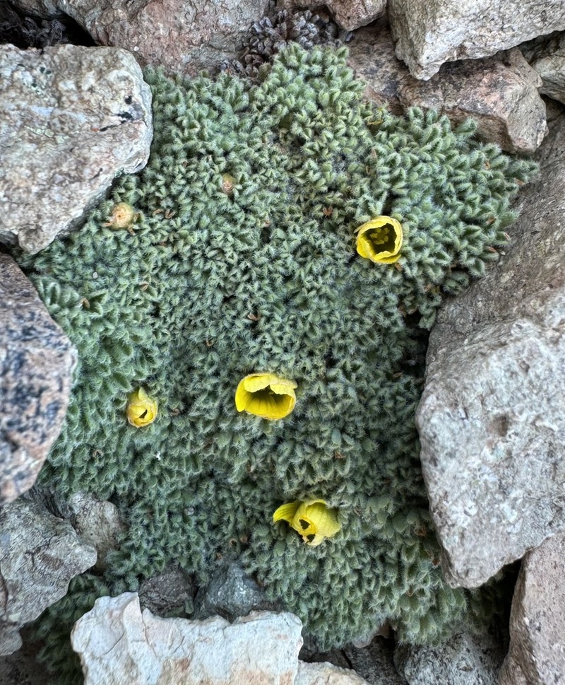Oxalis erythrorhiza photo 4