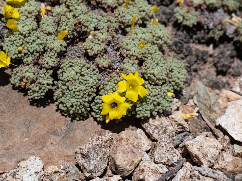 Oxalis erythrorhiza photo 6