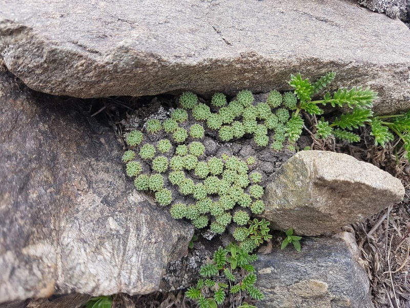 Oxalis erythrorhiza photo 7