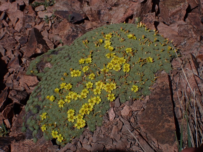 Oxalis erythrorhiza photo 8