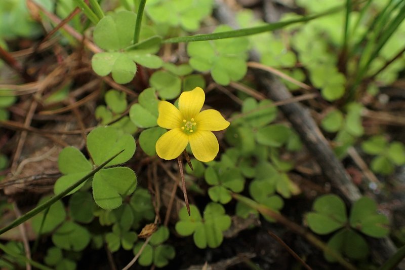Shady Woodsorrel