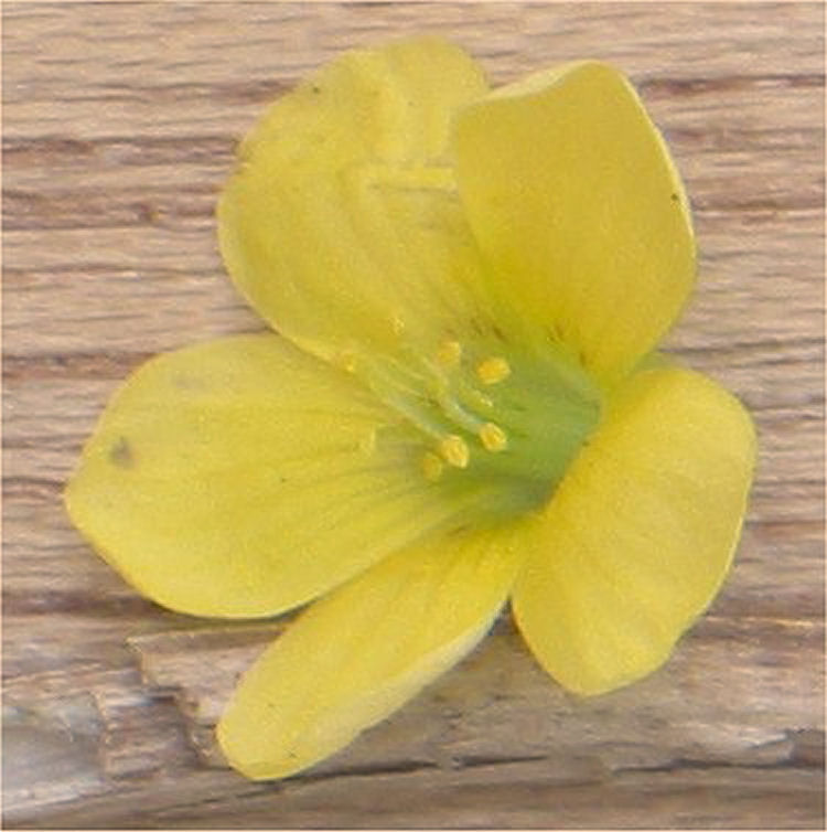 Shady Woodsorrel photo 8