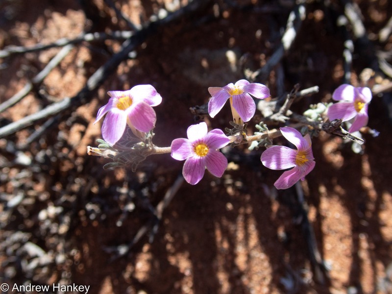 Oxalis exserta