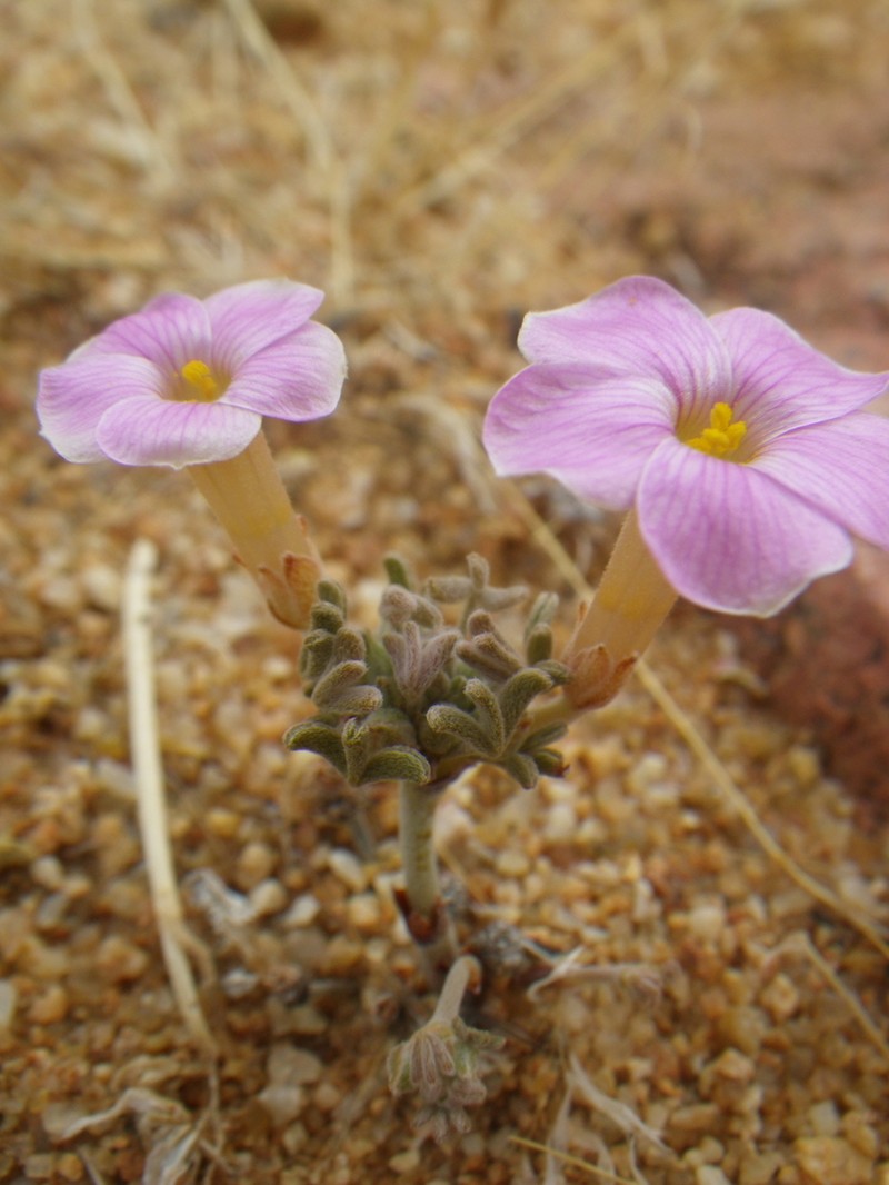 Oxalis exserta photo 2