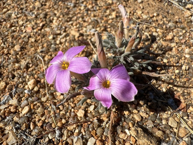 Oxalis exserta photo 3