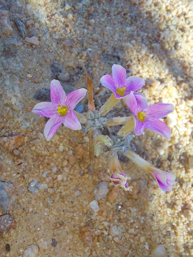 Oxalis exserta photo 4