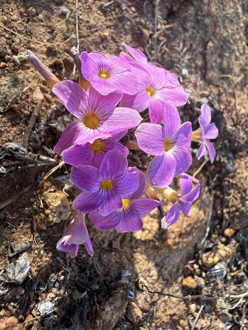 Oxalis exserta photo 5