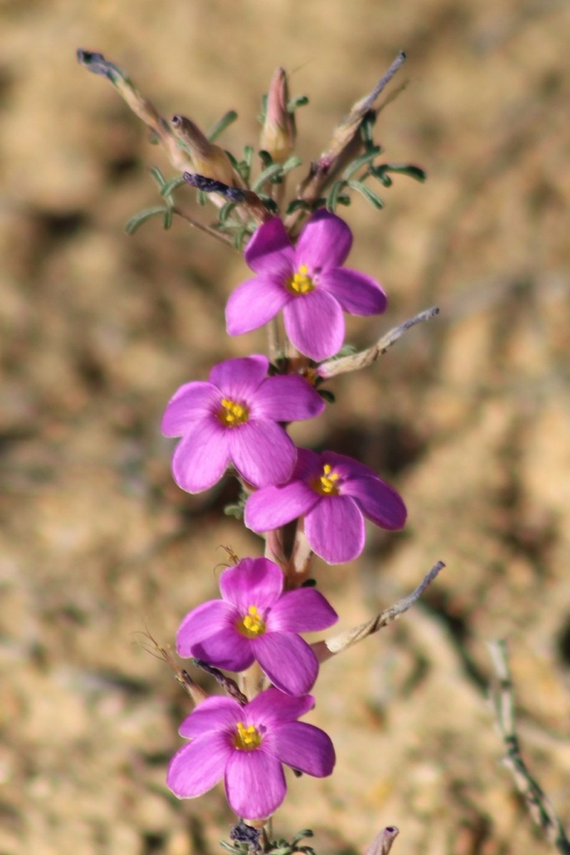 Oxalis exserta photo 6