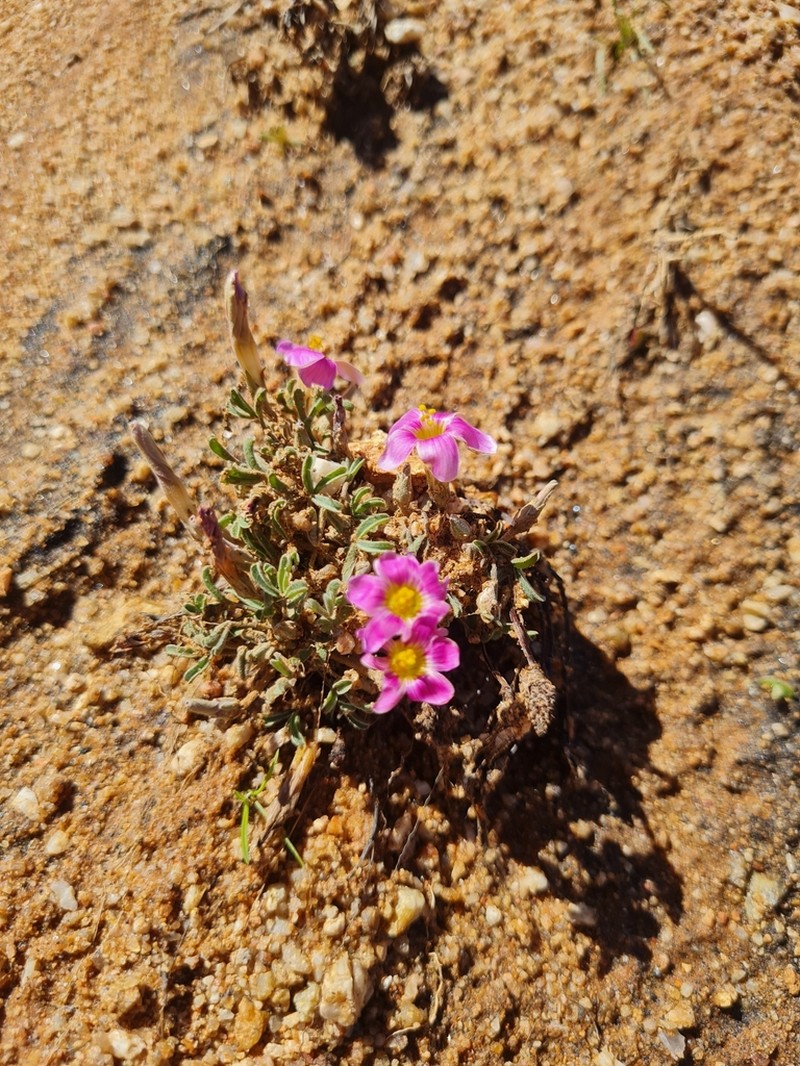Oxalis exserta photo 7