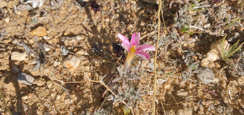 Oxalis exserta photo 8