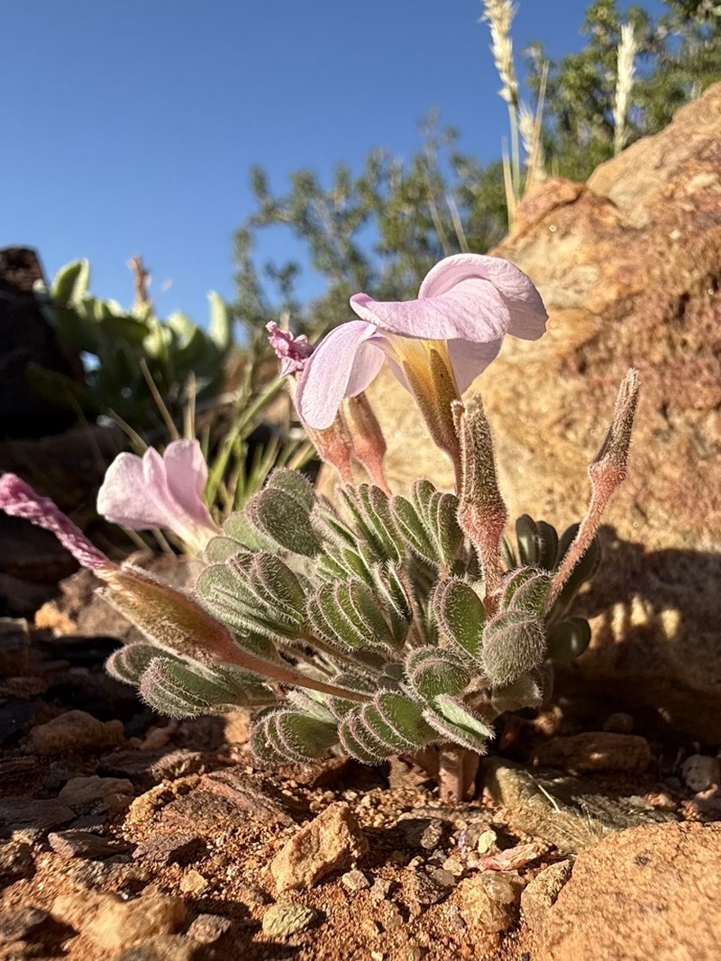 Oxalis extensa