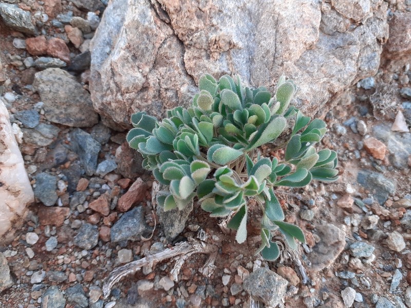 Oxalis extensa photo 2
