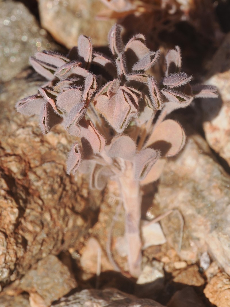 Oxalis extensa photo 3