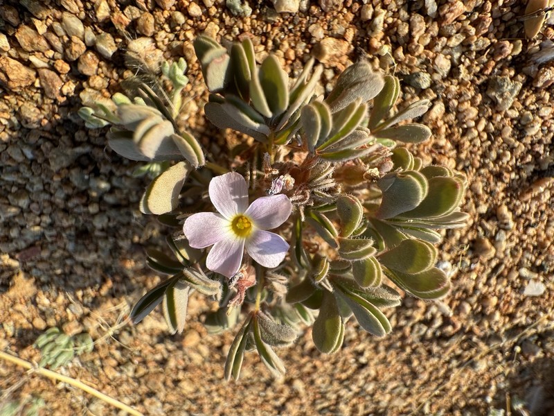 Oxalis extensa photo 4