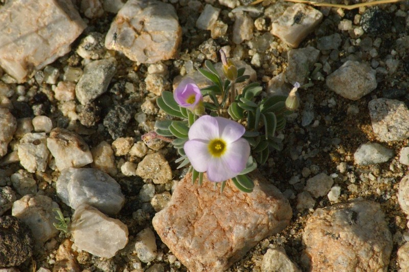 Oxalis extensa photo 5