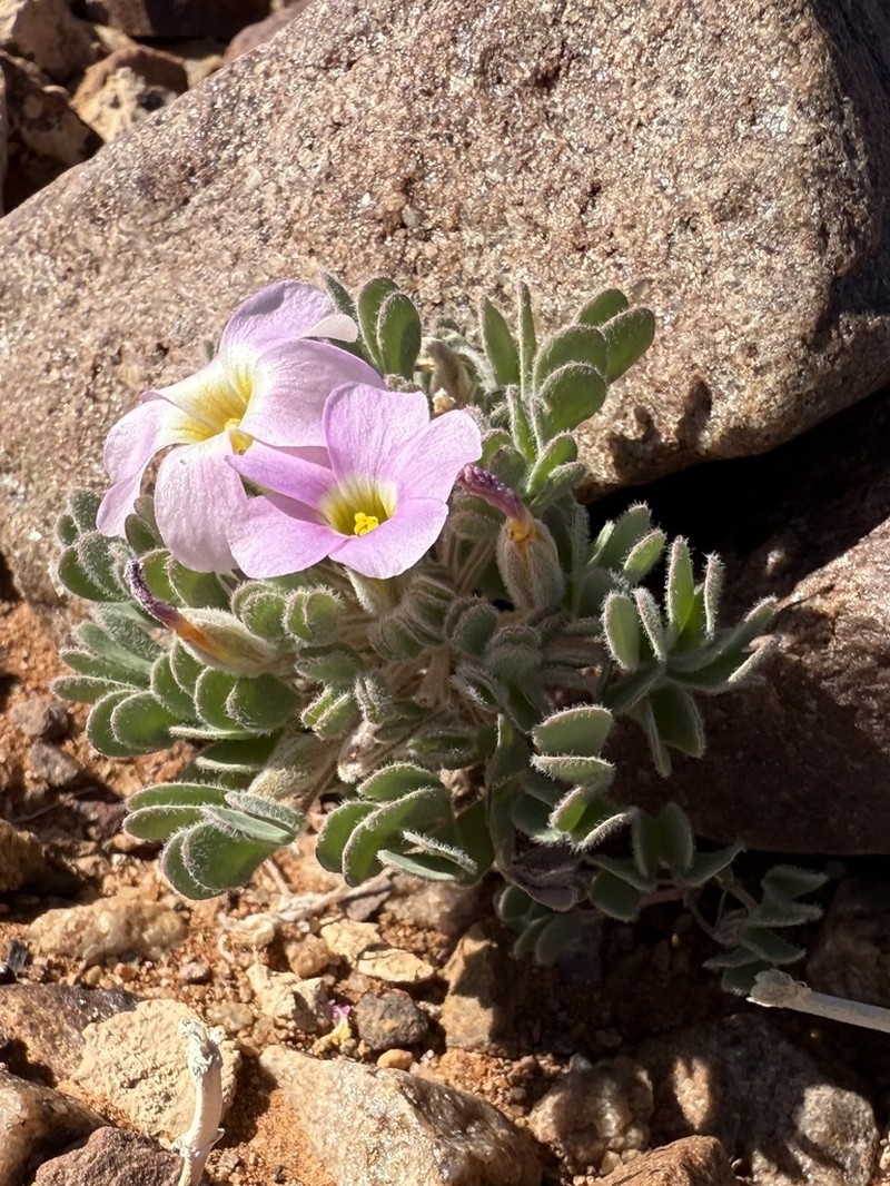 Oxalis extensa photo 6
