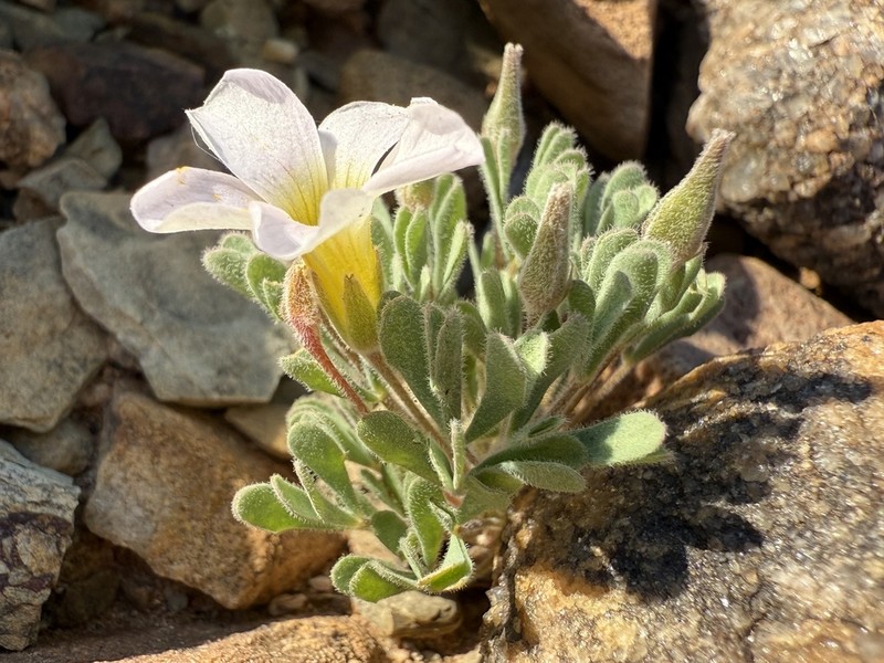 Oxalis extensa photo 7