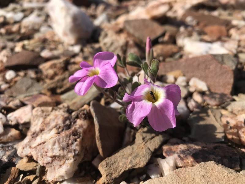 Oxalis extensa photo 8
