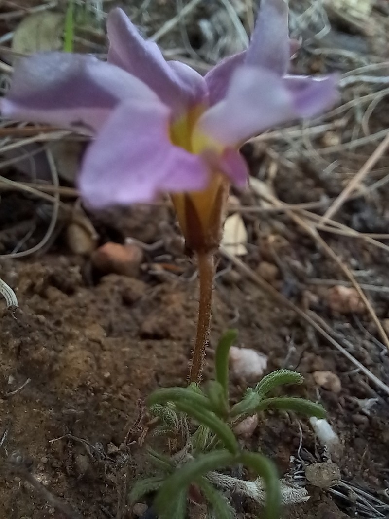 Oxalis falcatula