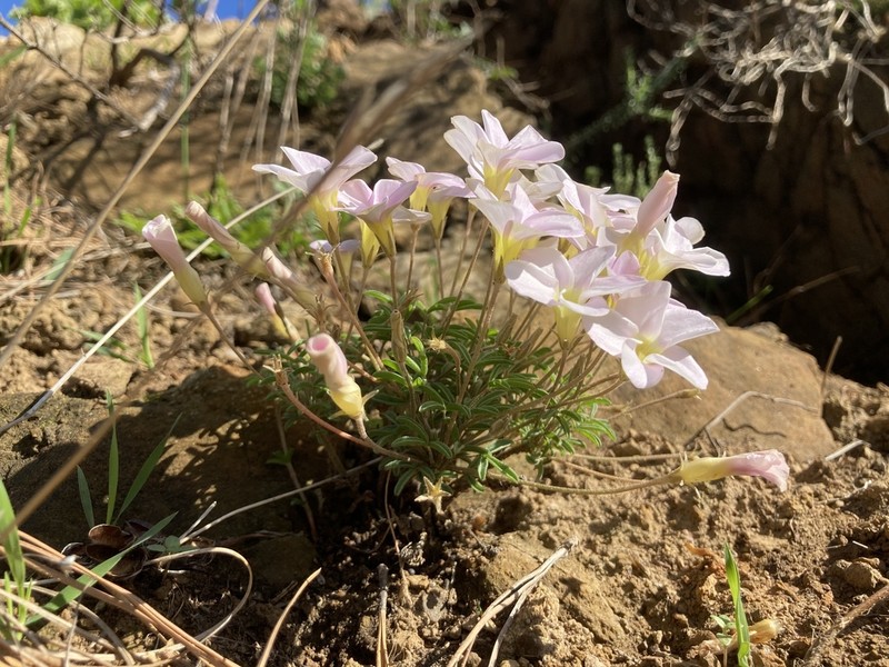 Oxalis falcatula photo 2