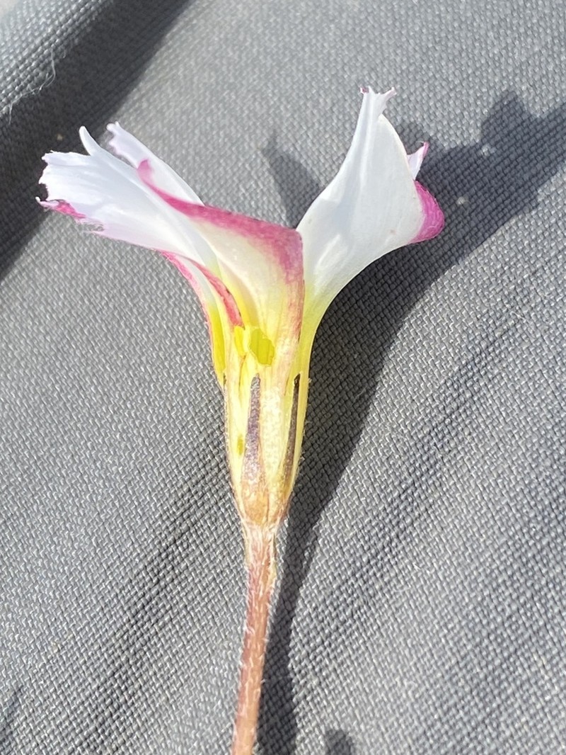 Oxalis falcatula photo 3