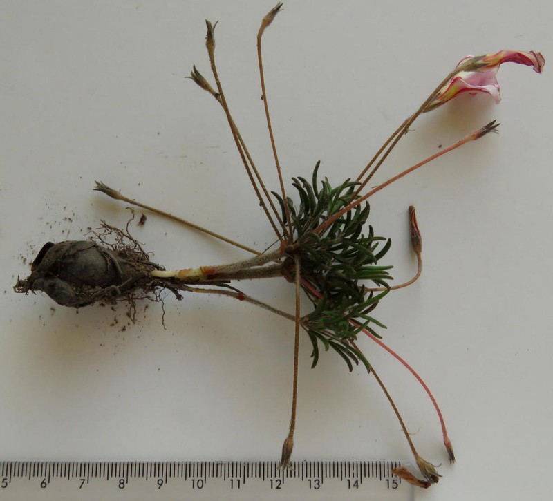 Oxalis falcatula photo 4