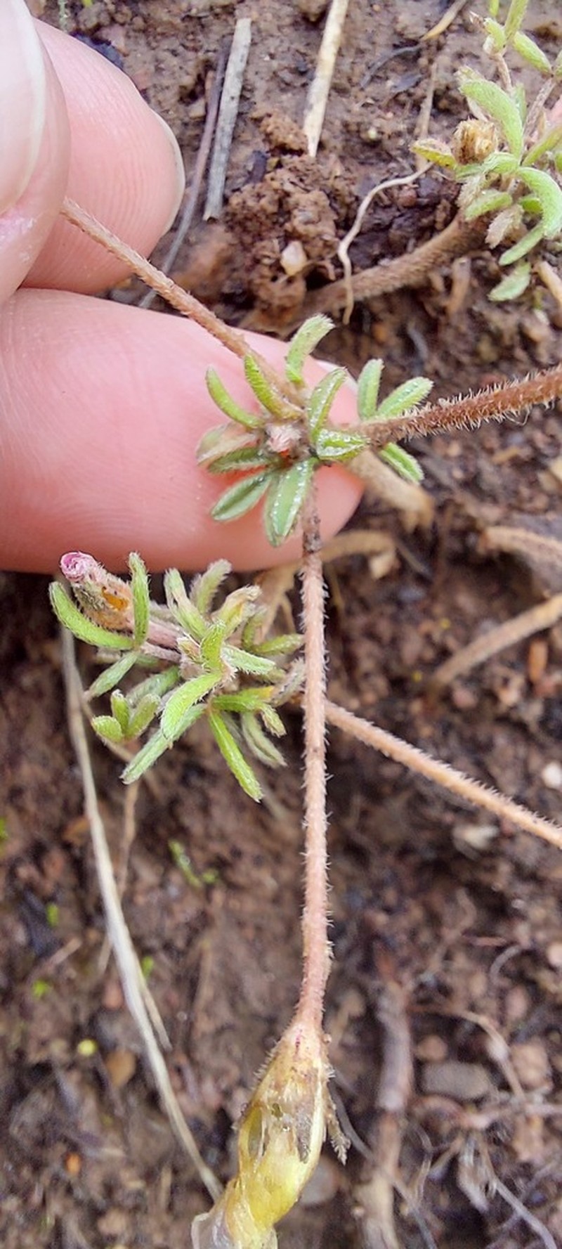 Oxalis falcatula photo 5
