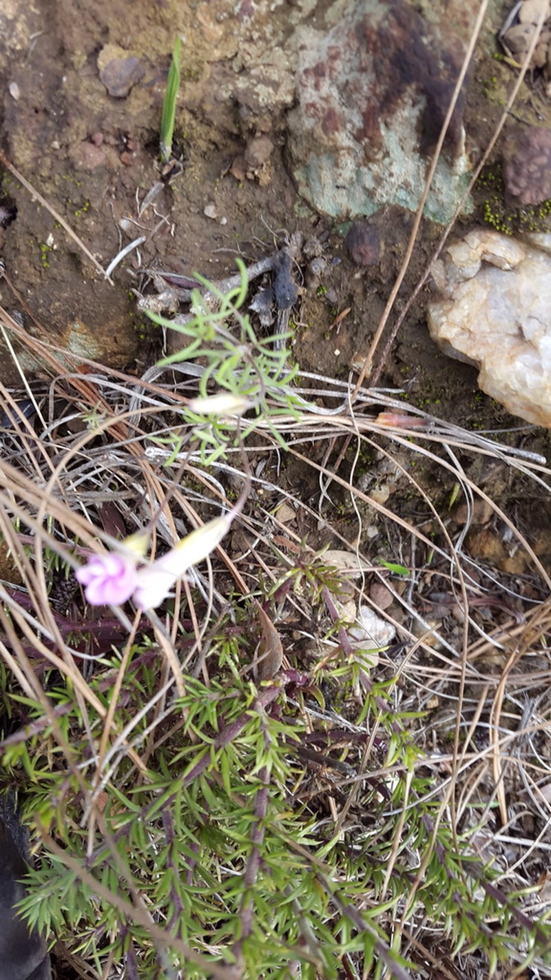 Oxalis falcatula photo 6