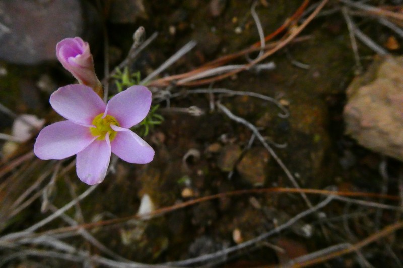 Oxalis falcatula photo 7