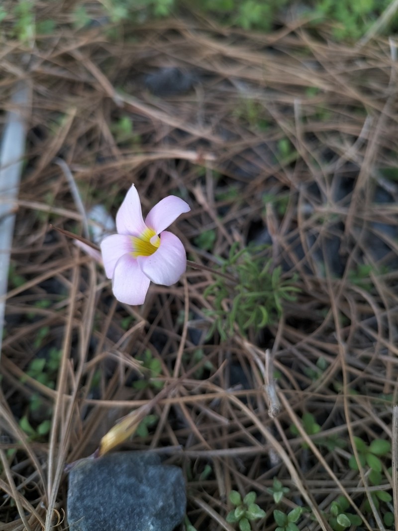 Oxalis falcatula photo 8