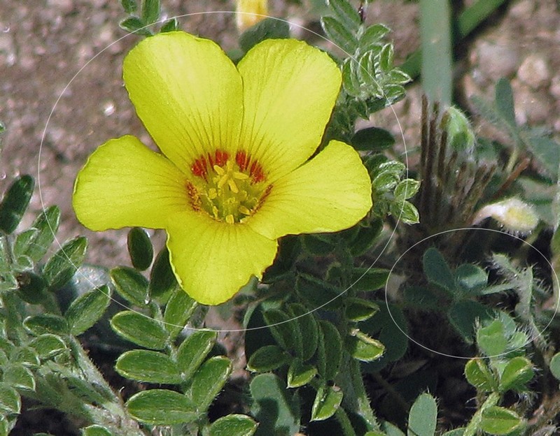 Oxalis famatinae