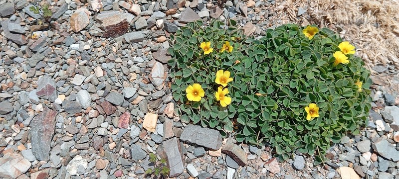 Oxalis famatinae photo 2