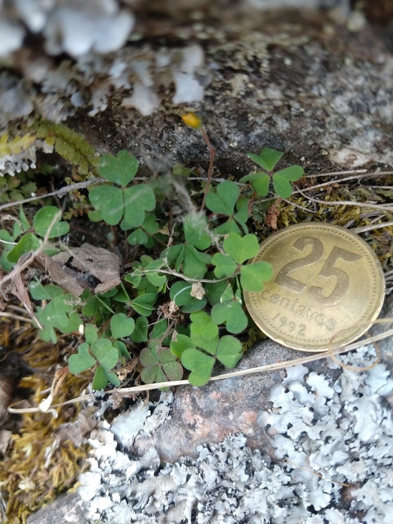 Oxalis famatinae photo 3