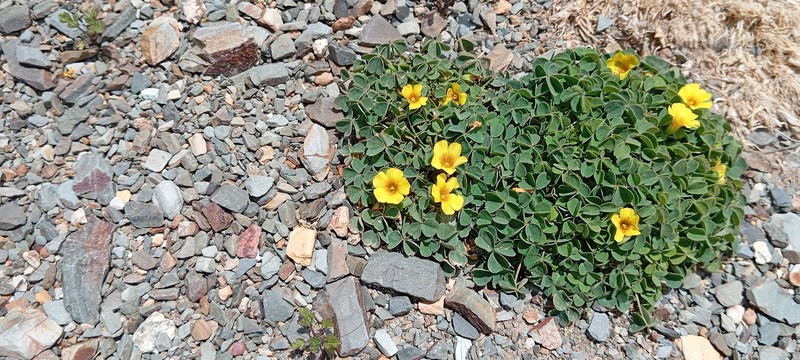 Oxalis famatinae photo 4