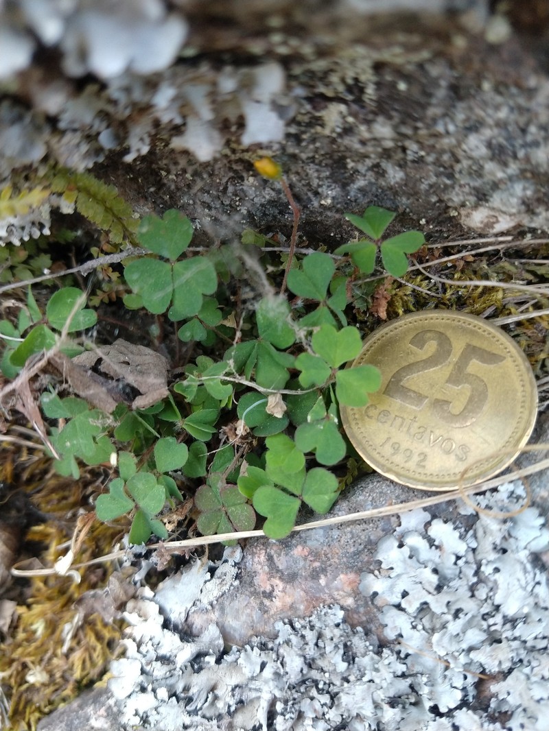 Oxalis famatinae photo 5